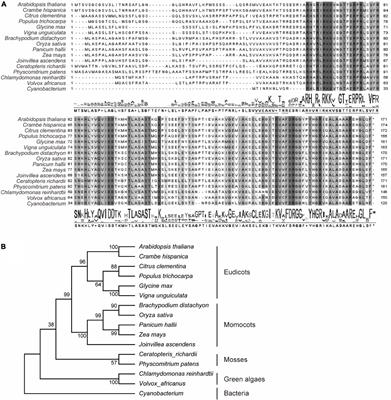 The nuclear-encoded plastid ribosomal protein L18s are essential for plant development